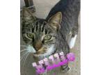 Adopt Willie a Tan or Fawn Tabby Domestic Shorthair (short coat) cat in