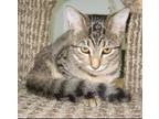 Adopt Sally a Tabby