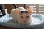 Adopt Fluffy a White (Mostly) Calico (medium coat) cat in Homosassa