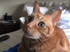Adopt Fox Mulder a Orange or Red Tabby Domestic Shorthair / Mixed cat in Oak
