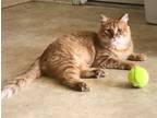 Adopt Nemo a Orange or Red Tabby Domestic Shorthair (short coat) cat in Baton