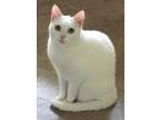 Adopt Mozzy a White Domestic Shorthair (short coat) cat in Lauderhill