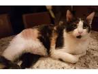 Adopt Sweetie a Calico or Dilute Calico Domestic Shorthair (short coat) cat in
