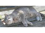 Adopt Traci a Calico or Dilute Calico Domestic Shorthair (short coat) cat in