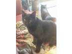 Adopt Sammi a Black (Mostly) Domestic Shorthair (short coat) cat in Hartford