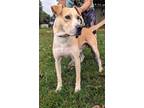 Adopt Judge a Tan/Yellow/Fawn Labrador Retriever / Mixed dog in Crenshaw
