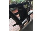 Adopt Toby a Brown Tabby Domestic Shorthair (short coat) cat in Lauderhill
