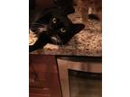 Adopt Sylvester a Black & White or Tuxedo Domestic Mediumhair (medium coat) cat