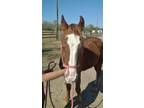 Adopt Dane a Chestnut/Sorrel Quarterhorse horse in Alvin, TX (16372633)