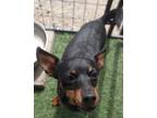 Adopt LUCY a Black - with Tan, Yellow or Fawn Miniature Pinscher / Mixed dog in