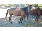 Adopt Josie a Bay Quarterhorse horse in Alvin, TX (16372002)