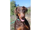Adopt Marty a Brown/Chocolate - with Tan Doberman Pinscher / Mixed dog in