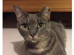 Adopt SHELBY- Loving Sweatheart a Gray, Blue or Silver Tabby Domestic Shorthair