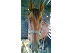 Adopt Symphony a Bay Quarterhorse horse in Alvin, TX (16372564)