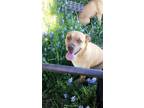 Adopt Olive a Tan/Yellow/Fawn - with White Boxer / Labrador Retriever dog in