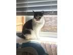 Adopt Kitty a Black & White or Tuxedo American Shorthair / Mixed (short coat)