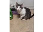 Adopt Scooter a Gray or Blue (Mostly) Domestic Shorthair (short coat) cat in