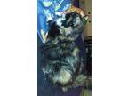 Adopt Serenity a Tortoiseshell Domestic Longhair / Mixed cat in Golden Valley