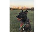 Adopt Drake a Brindle Dutch Shepherd / Catahoula Leopard Dog / Mixed dog in