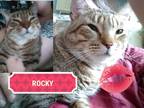 Adopt Rocky a Brown Tabby Domestic Shorthair (short coat) cat in Brookhaven