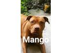 Adopt Mango a Red/Golden/Orange/Chestnut American Pit Bull Terrier / Mixed dog
