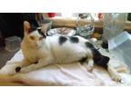 Adopt Wednesday a Black & White or Tuxedo Domestic Shorthair (short coat) cat in