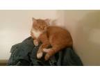 Adopt Mattie a Orange or Red Tabby American Shorthair / Mixed cat in Ellwood