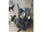 Adopt Several a All Black Russian Blue / Mixed cat in Hilliard, FL (20744650)