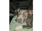 Adopt Xena a Gray/Silver/Salt & Pepper - with White American Staffordshire