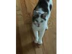 Adopt Rupert a White (Mostly) Domestic Shorthair (short coat) cat in Lakeville