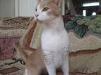 Adopt Sully a White (Mostly) American Shorthair (short coat) cat in Plain City