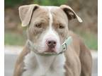 Adopt Layla a Tan/Yellow/Fawn - with White Pit Bull Terrier / American