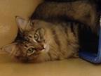 Adopt Aphrodite a Domestic Long Hair