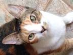 Adopt Gracie a Calico