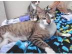 Adopt Mom Cat a Domestic Shorthair / Mixed (short coat) cat in Miami