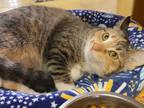 Adopt Ella a Torbie