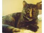 Adopt Georgia a Domestic Mediumhair / Mixed cat in Miami, FL (20175920)