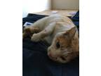 Adopt Cheddar a Orange or Red Domestic Shorthair / Mixed cat in Los Angeles