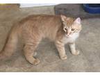 Adopt Dory a Orange or Red Tabby Domestic Shorthair (short coat) cat in Baton