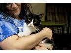 Adopt Gizmo a Black & White or Tuxedo Domestic Shorthair (short coat) cat in