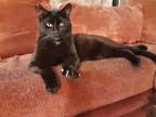 Adopt Cap'n Morgan a All Black American Shorthair (short coat) cat in Eureka