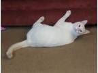 Adopt Angel a White (Mostly) Siamese (short coat) cat in Eureka, CA (30002370)