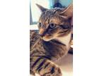 Adopt Malarkey a Brown Tabby American Shorthair / Mixed (short coat) cat in