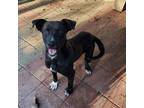Adopt Holly a Black Mixed Breed (Medium) / Mixed dog in Boaz, AL (29829963)