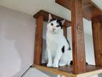 Adopt Fergi a Black & White or Tuxedo Domestic Shorthair (short coat) cat in