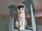Adopt Rob a Black & White or Tuxedo Domestic Shorthair (short coat) cat in