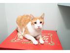 Adopt Ali a Orange or Red (Mostly) Domestic Shorthair (short coat) cat in