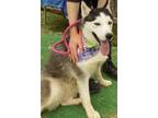 Adopt LIBERTY a Black - with White Siberian Husky / Mixed dog in Valencia