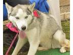 Adopt INDIE a Gray/Silver/Salt & Pepper - with White Siberian Husky / Mixed dog