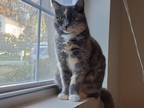 Adopt Tortellini a Calico or Dilute Calico Domestic Shorthair (short coat) cat